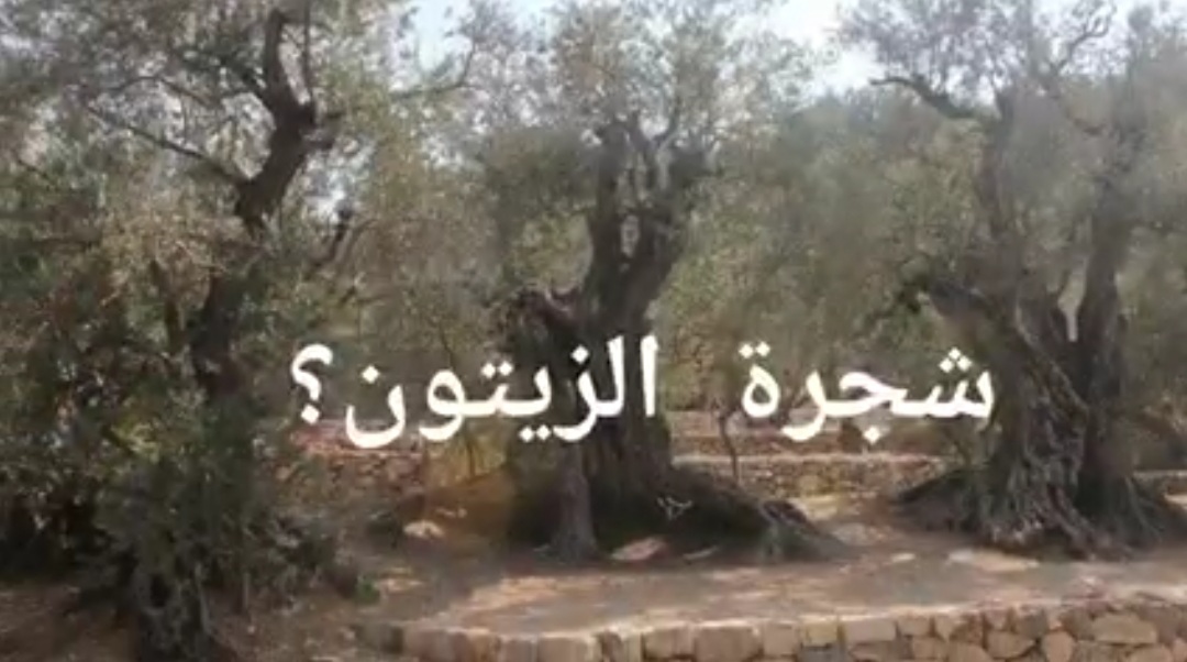 شجرة الزيتون